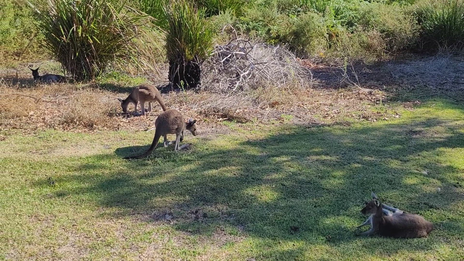 Video thumbnail for Kangaroos at Yanchep National Park