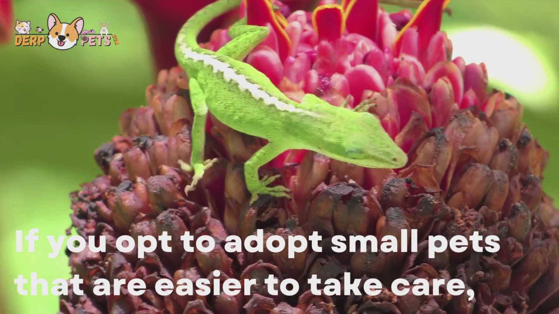 'Video thumbnail for Small Pets'