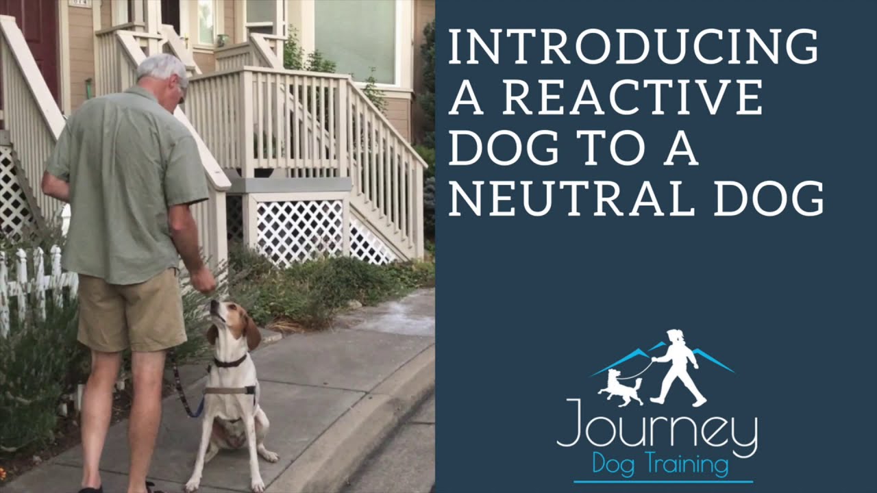 'Video thumbnail for Parallel Walks: How to Introduce a Reactive Dog to a Neutral Dog'