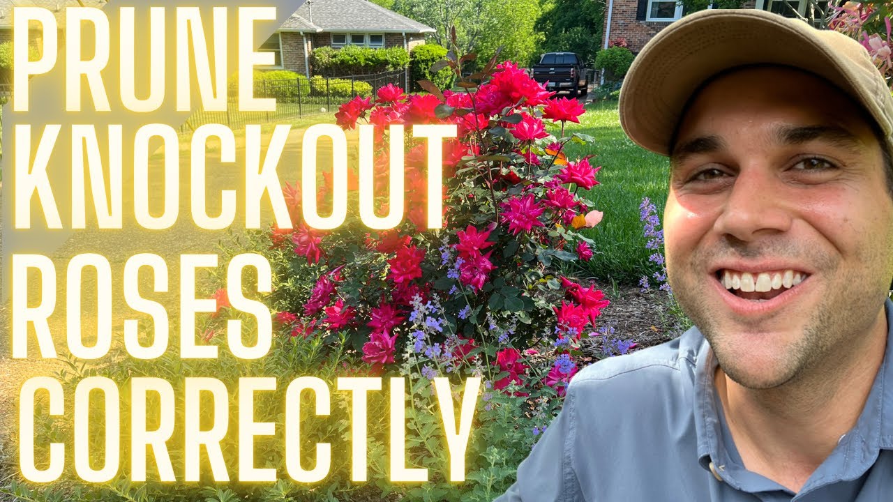 'Video thumbnail for Best Way To Prune Roses: Secret 5-Leaf Explanation'