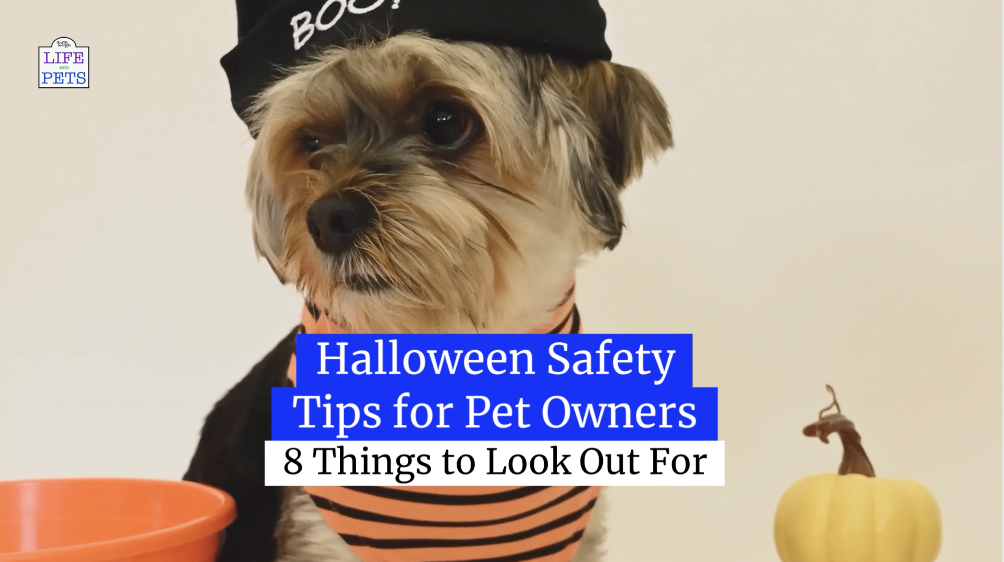 Video thumbnail for Halloween Safety Tips for Pet Owners