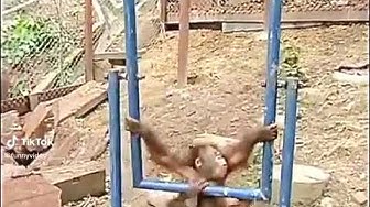 'Video thumbnail for 😅 #funny #funnyvideo #funnyanimalvideos  #funnyvideos episodio 1'
