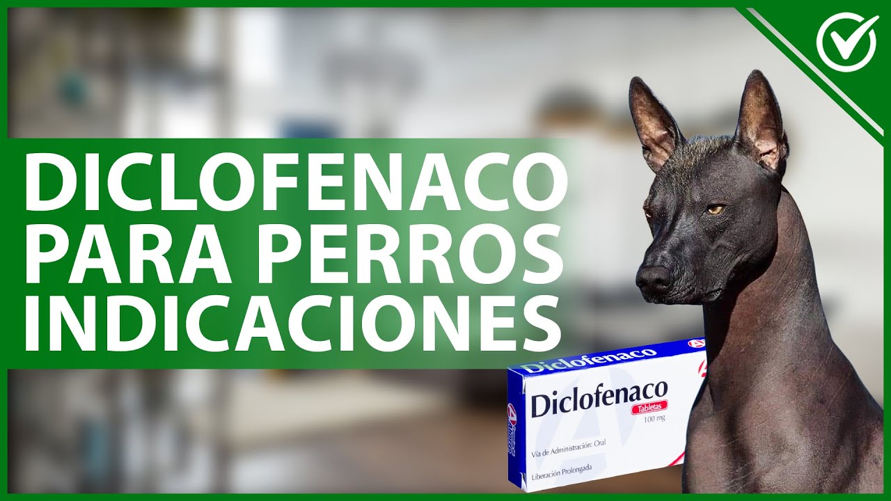 Video thumbnail for 🐶 DICLOFENACO para PERROS: Qué es, para qué sirve, dosis y contraindicaciones 💊🐶