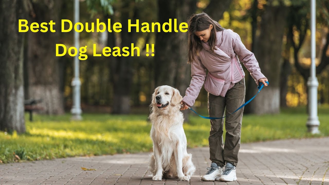 Exploring the Benefits of Dog Leash Bungee Style: A Must-Have for