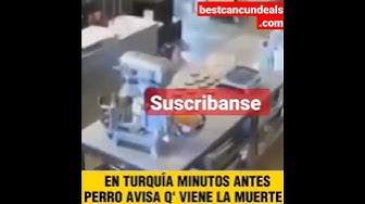 'Video thumbnail for #perro en #Turquia avisa la #muerte y #sismosenvivo 😱😱😱🥺#shorts'