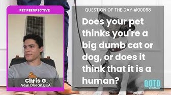 Video thumbnail for Chris's dog tries to sit and watch movies like a fellow human. How cute!