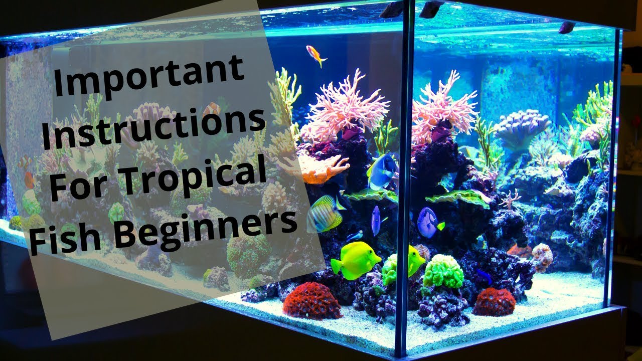 Video thumbnail for ImportantInstructionsForTropicalFishBeginners