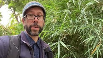 'Video thumbnail for Discovering bamboo at the Valencia Botanical Gardens'