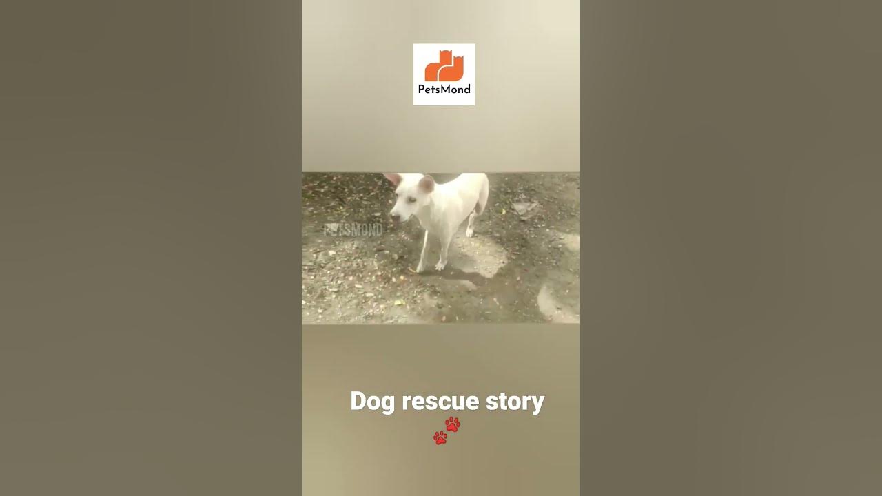 'Video thumbnail for This Dog Rescue Story Will Melt Your Heart 💔 | Special Dogs | Senior Dog Care | Petsmond'