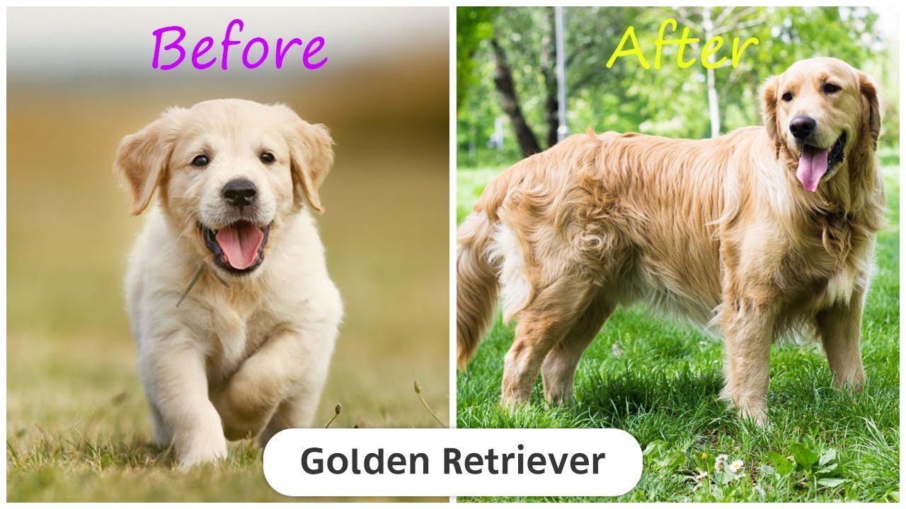 'Video thumbnail for 190 Dog Breeds Before and After Growing Up - Puppy To Adult Dog Pictures'