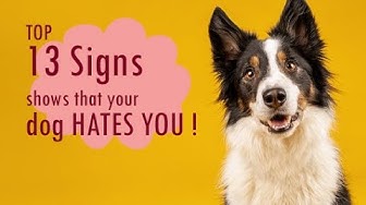 'Video thumbnail for 13 Signs A Dog Doesn't Like You (My Experience) | Dog Behavior For New Owners | Dog Guide | PetsMond'