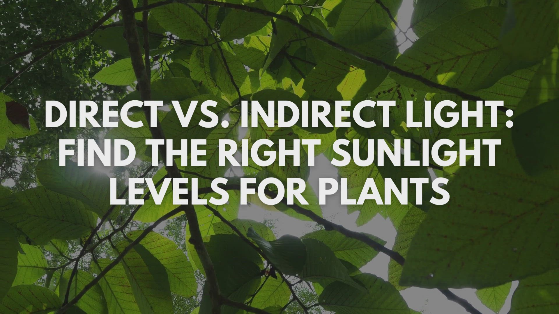 Video thumbnail for Direct vs. Indirect Light: Find the Right Sunlight Levels for Plants