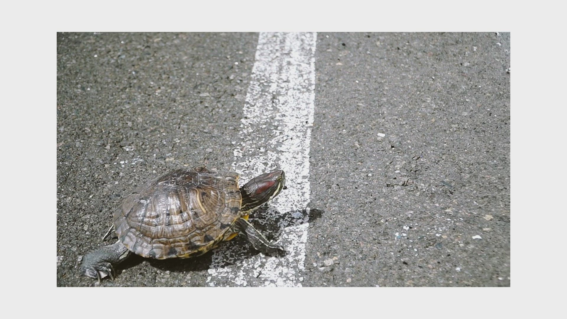 Video thumbnail for turtle Video