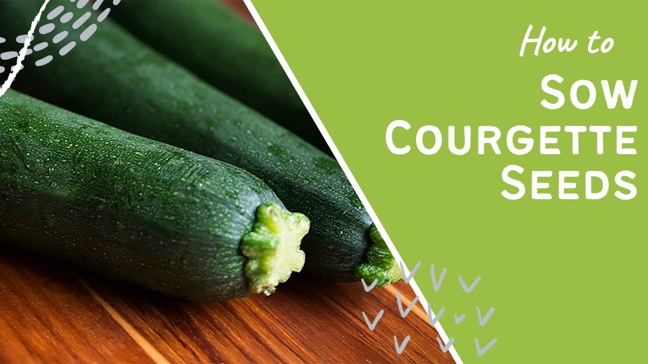 'Video thumbnail for How to Sow Courgette Seeds: A Step-by-Step Guide for a Bountiful Harvest!'