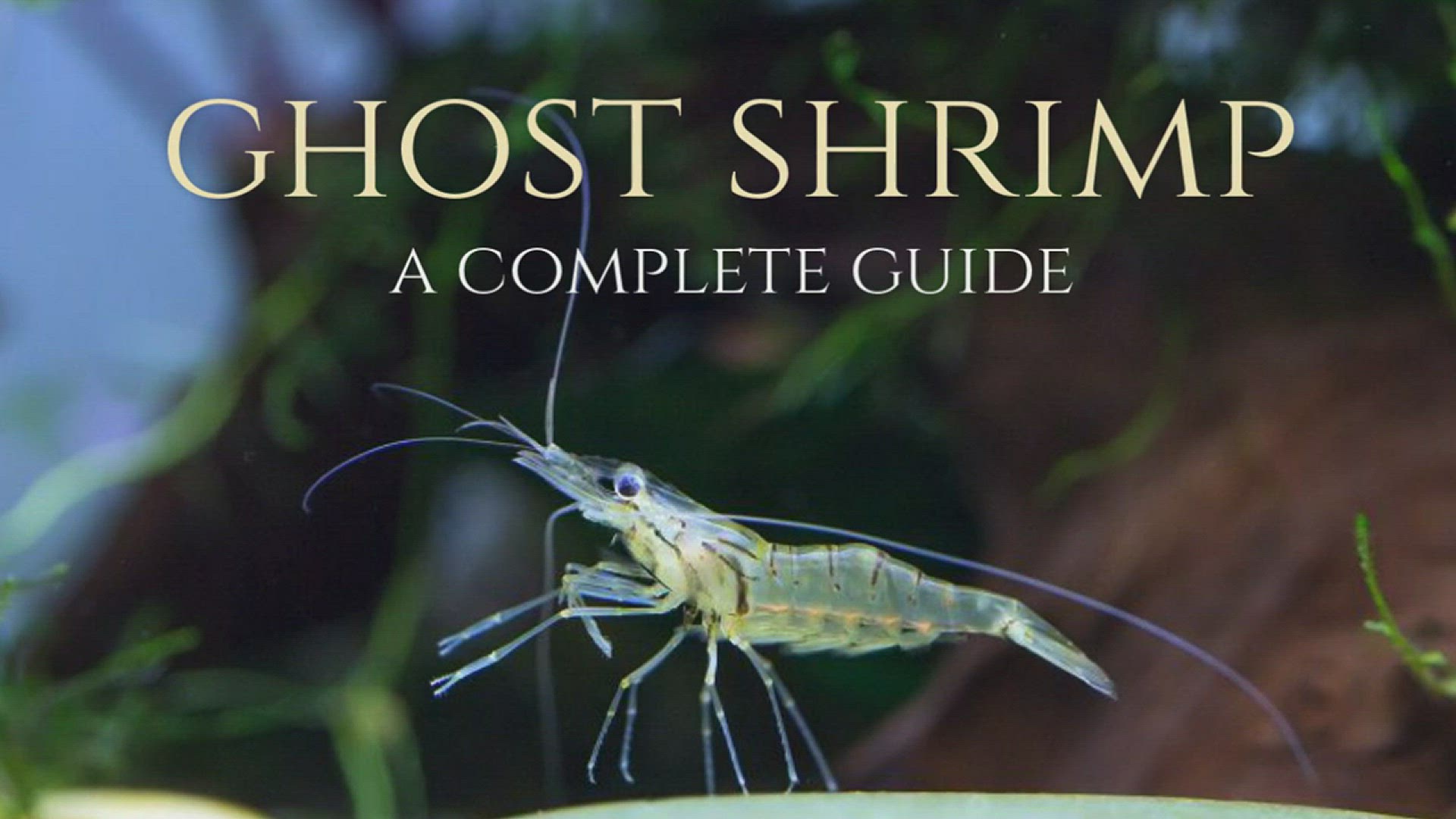 Ghost Shrimp Care Guide & Species Profile