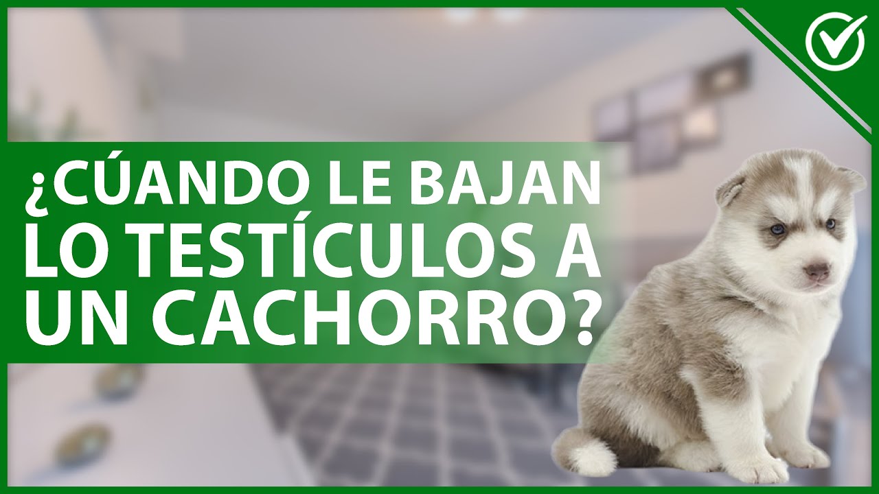Video thumbnail for 🐶 ¿A qué edad le BAJAN LOS TESTÍCULOS a un cachorro y qué hacer si no bajan? 🐶