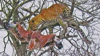 Video thumbnail for Leopard Risks it All at Extreme Height to Raid Eagle's Nest
