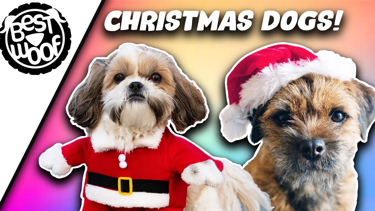 Video thumbnail for Adorable Christmas Dog Compilation | Dogs in Costumes and Outfits 2021| BestWoof