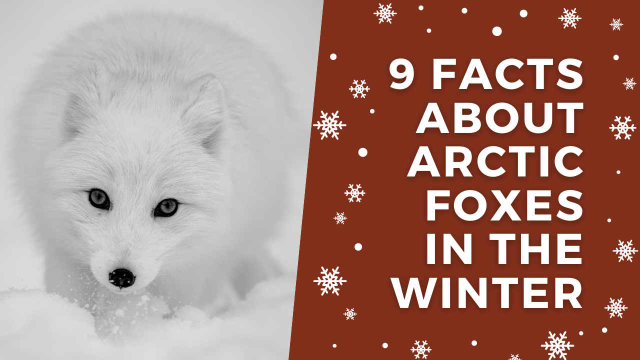 'Video thumbnail for Arctic Foxes in Winter'