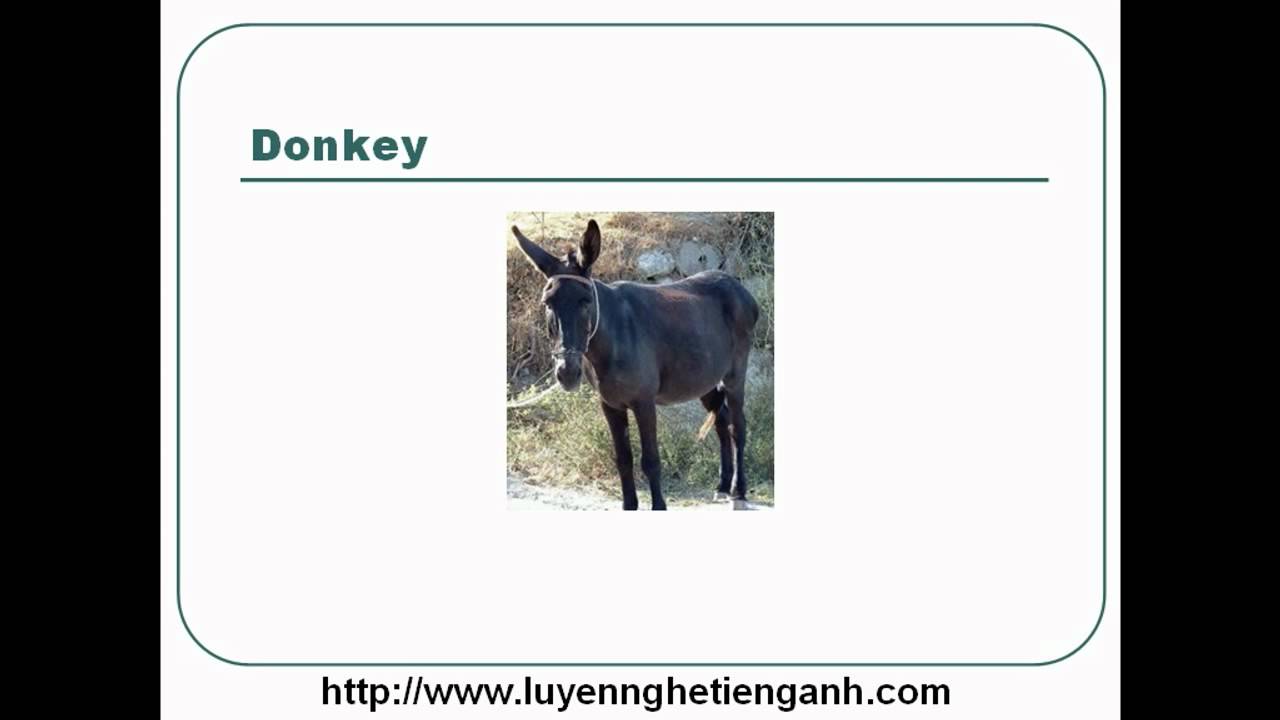 'Video thumbnail for Learn English Vocabulary Through Pictures - Topic - Animals Lesson 03'