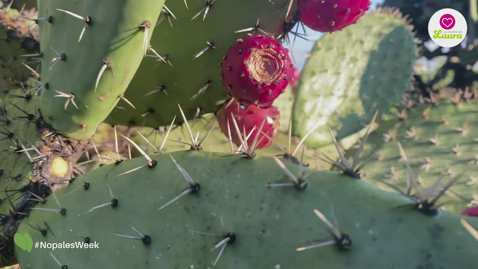 Video thumbnail for How to cook NOPALES prep and no baba
