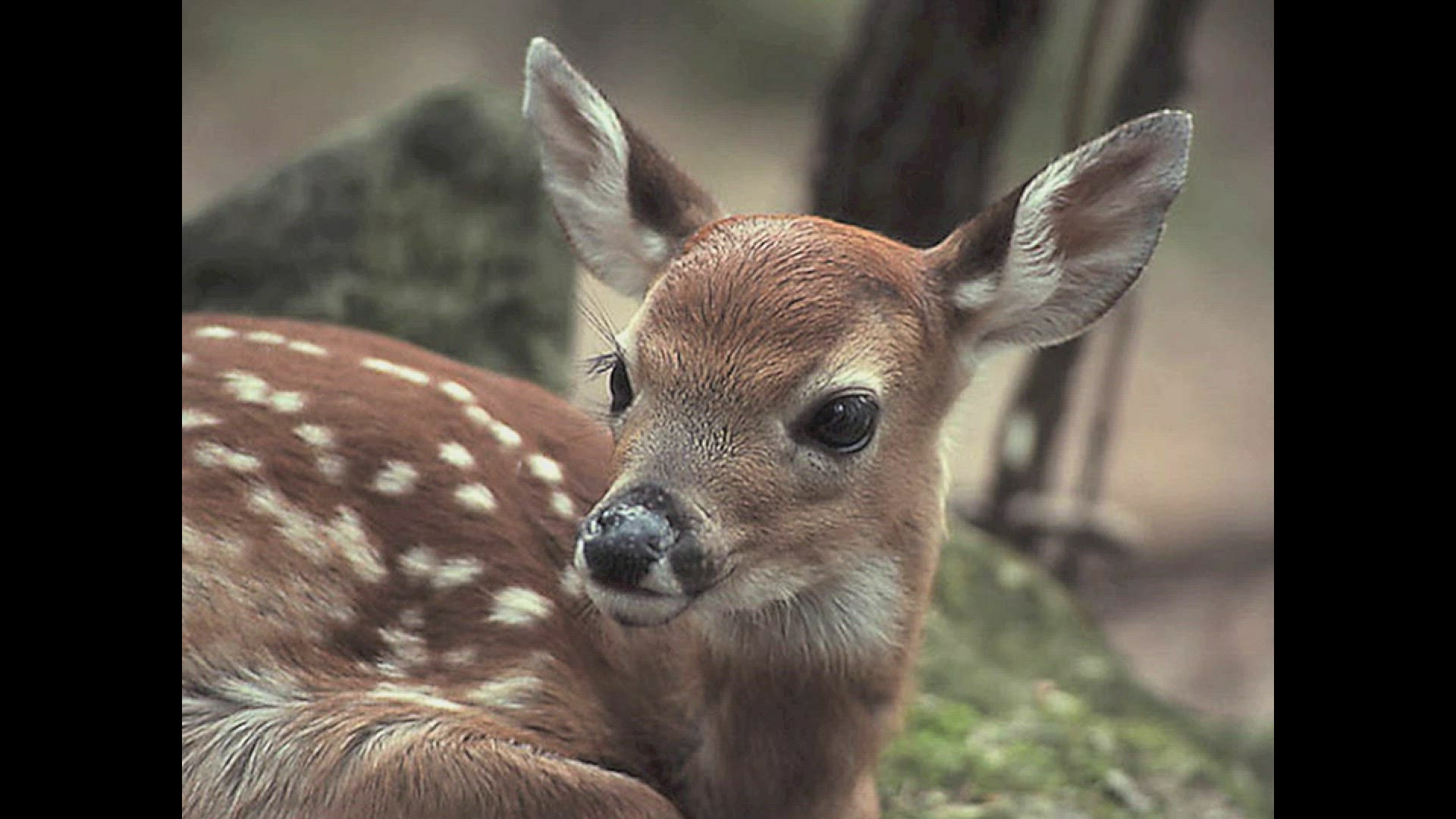 'Video thumbnail for Backyard wildlife designation'