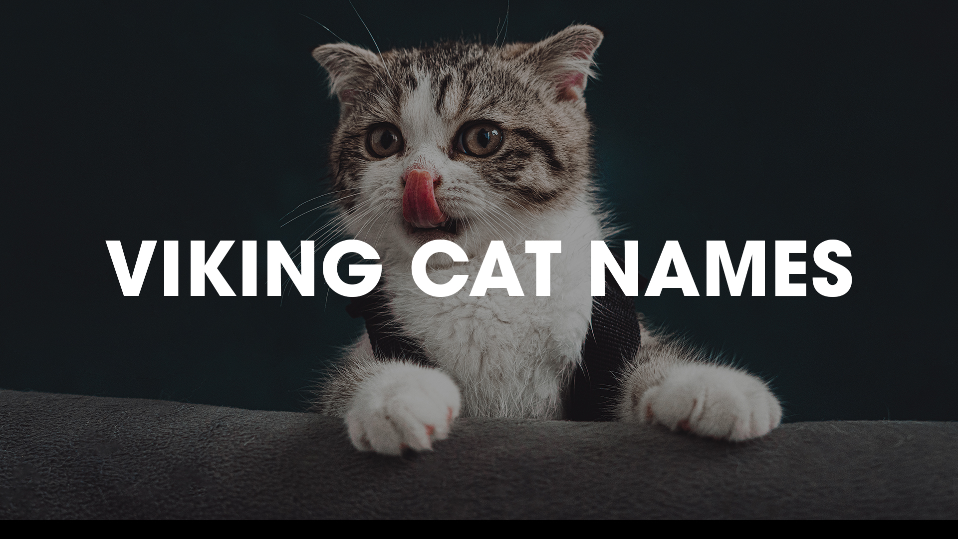 Cat meaning. Кошка Викинг.