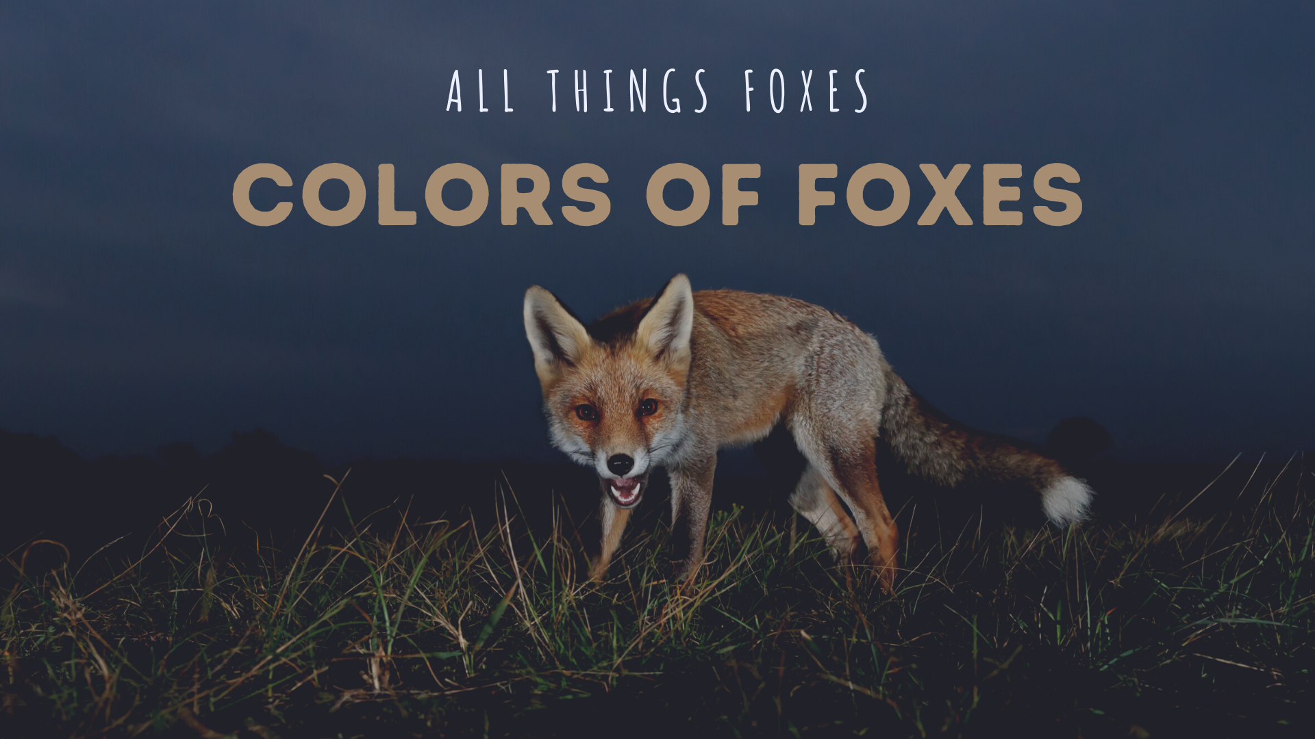 'Video thumbnail for Colors of Foxes'