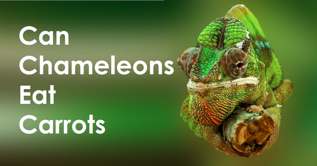 Video thumbnail for Can Chameleons Eat Carrots? What Are the Benefits?