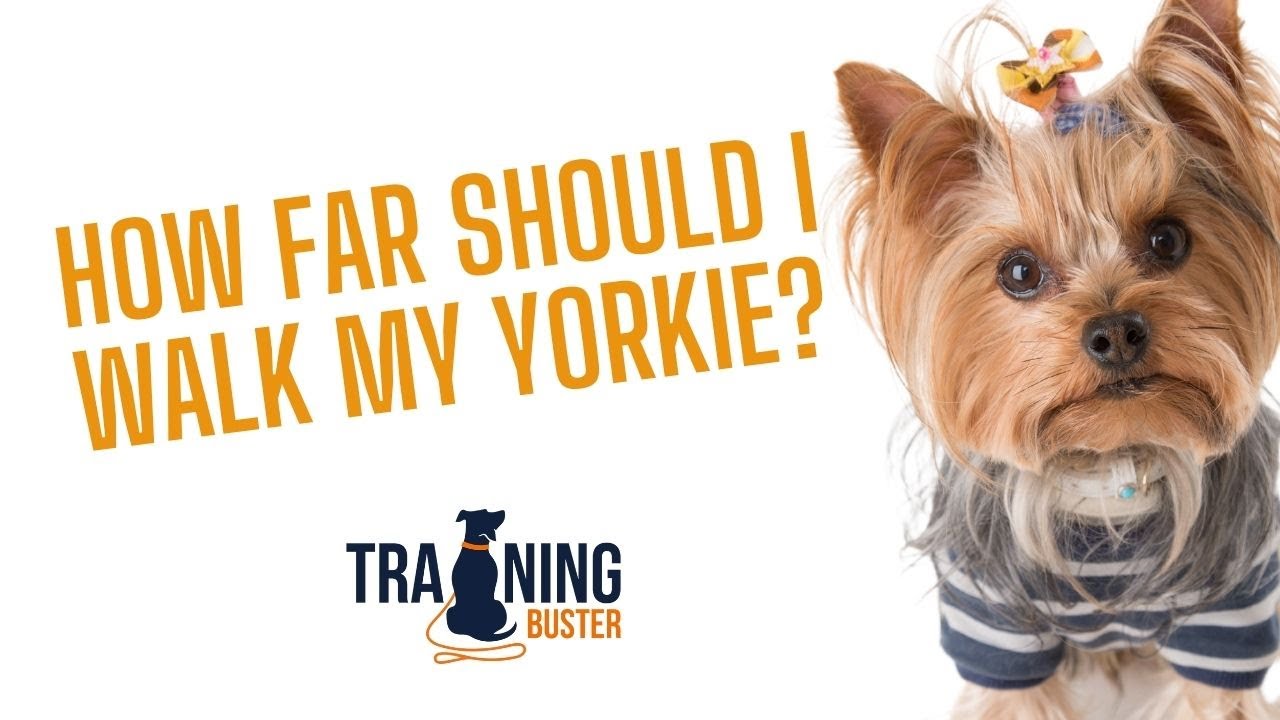 how many times a day should i walk my yorkie