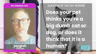 Video thumbnail for jaygish believes pets only think of food and poop. No thoughts, head empty!