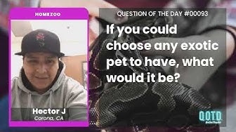 Video thumbnail for Hector wants an orangutan as his exotic pet, and as a friend. A dynamic duo!