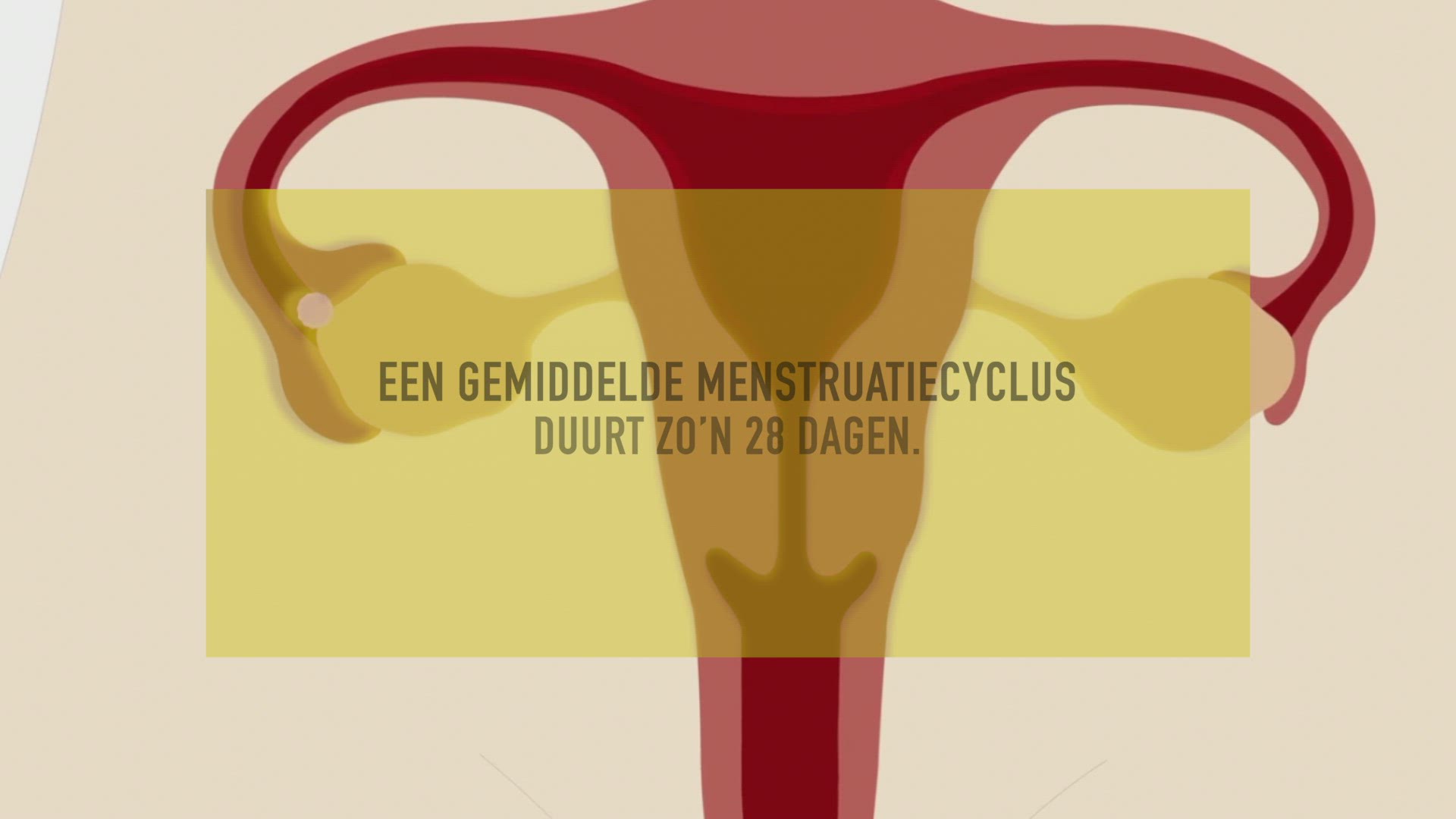 Video thumbnail for Ovulatie voelen of testen
