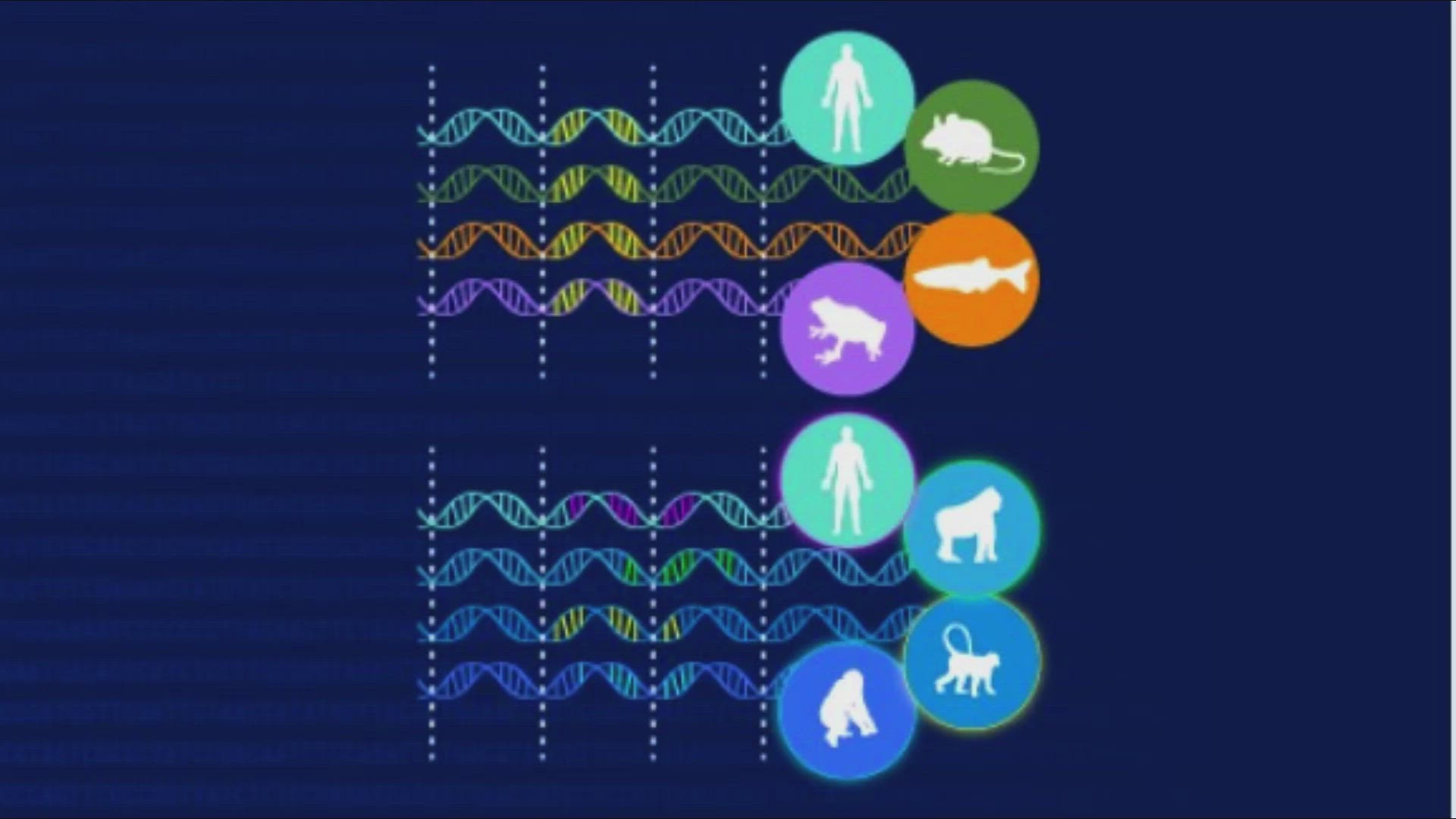'Video thumbnail for Comparative Genomics: तुलनात्मक जीनोमिक्स के लिए अंतिम गाइड'