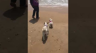 Video thumbnail for Maltese puppy Arya playing on the Beach in Portugal & Teasing the Waves!