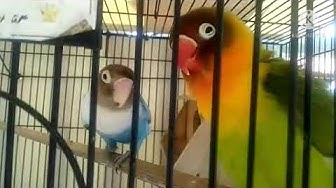 Video thumbnail for Love Bird si Burung yang Setia โค๏ธ