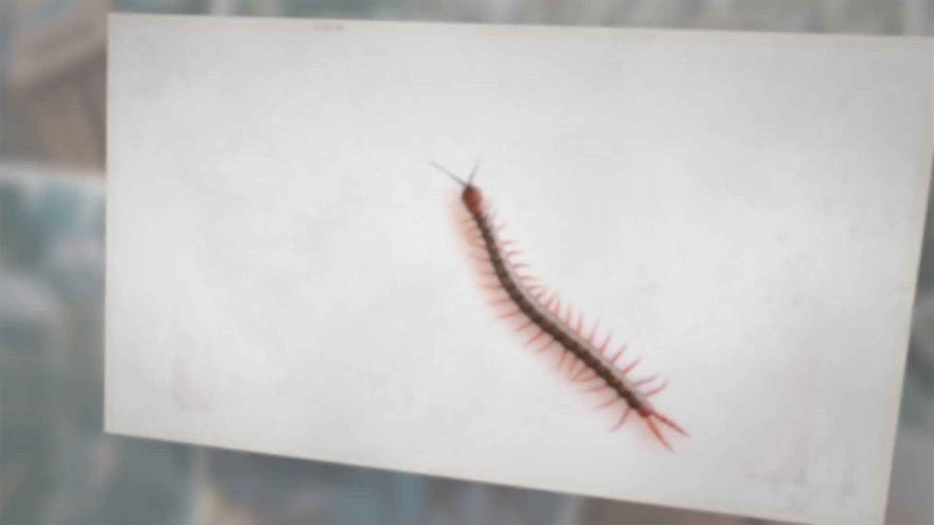 Video thumbnail for Does Killing Centipede Attract More?