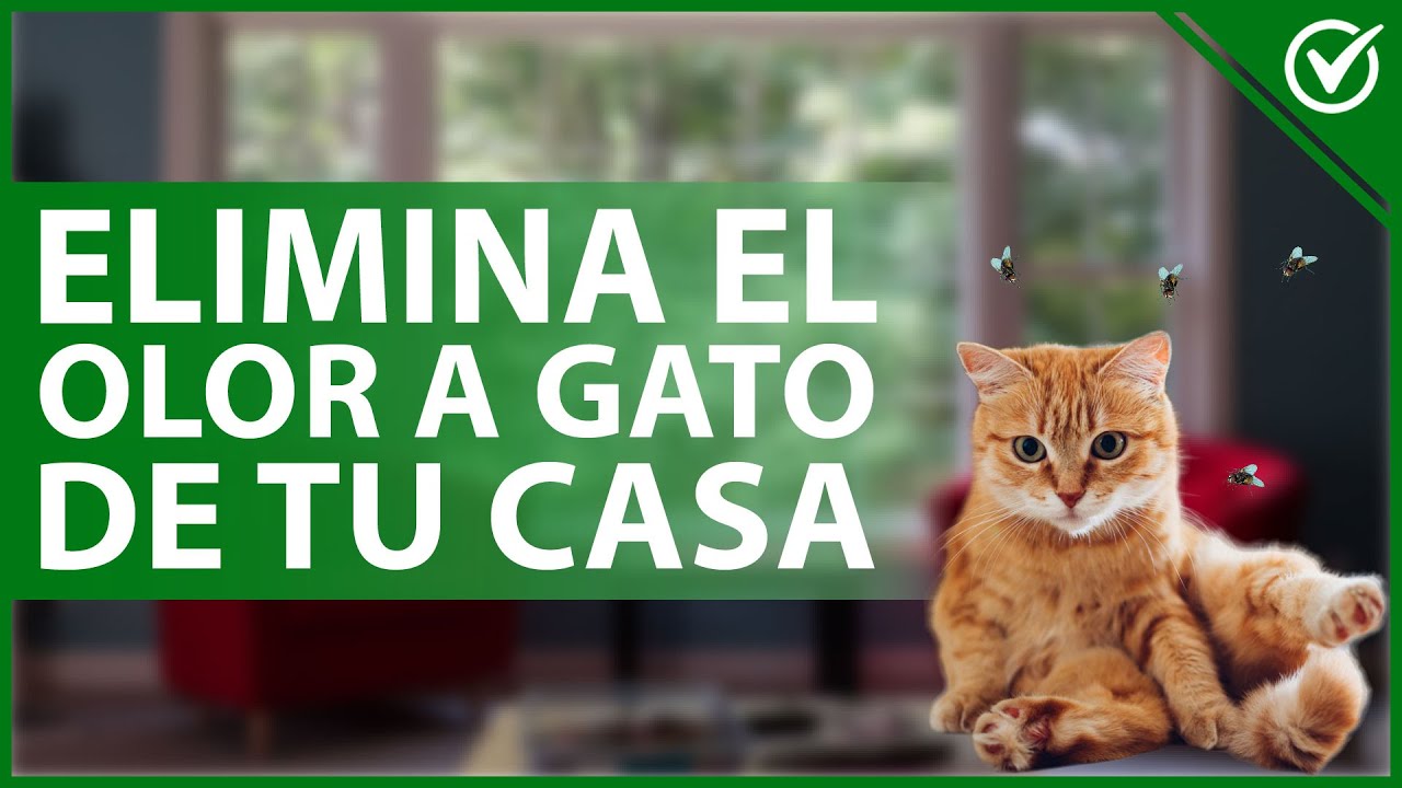 Video thumbnail for 😼 ¿Cómo ELIMINAR el OLOR a GATO en mi casa? - Perfumes no tóxicos y trucos 🏠😼