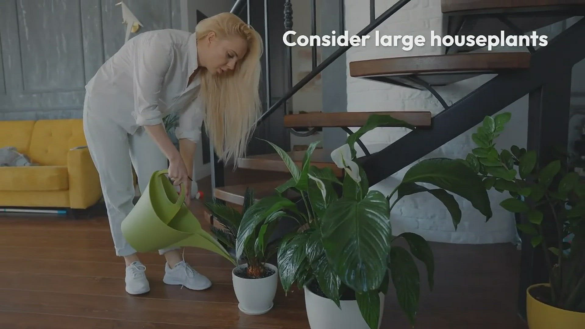 Video thumbnail for Best Large Houseplants