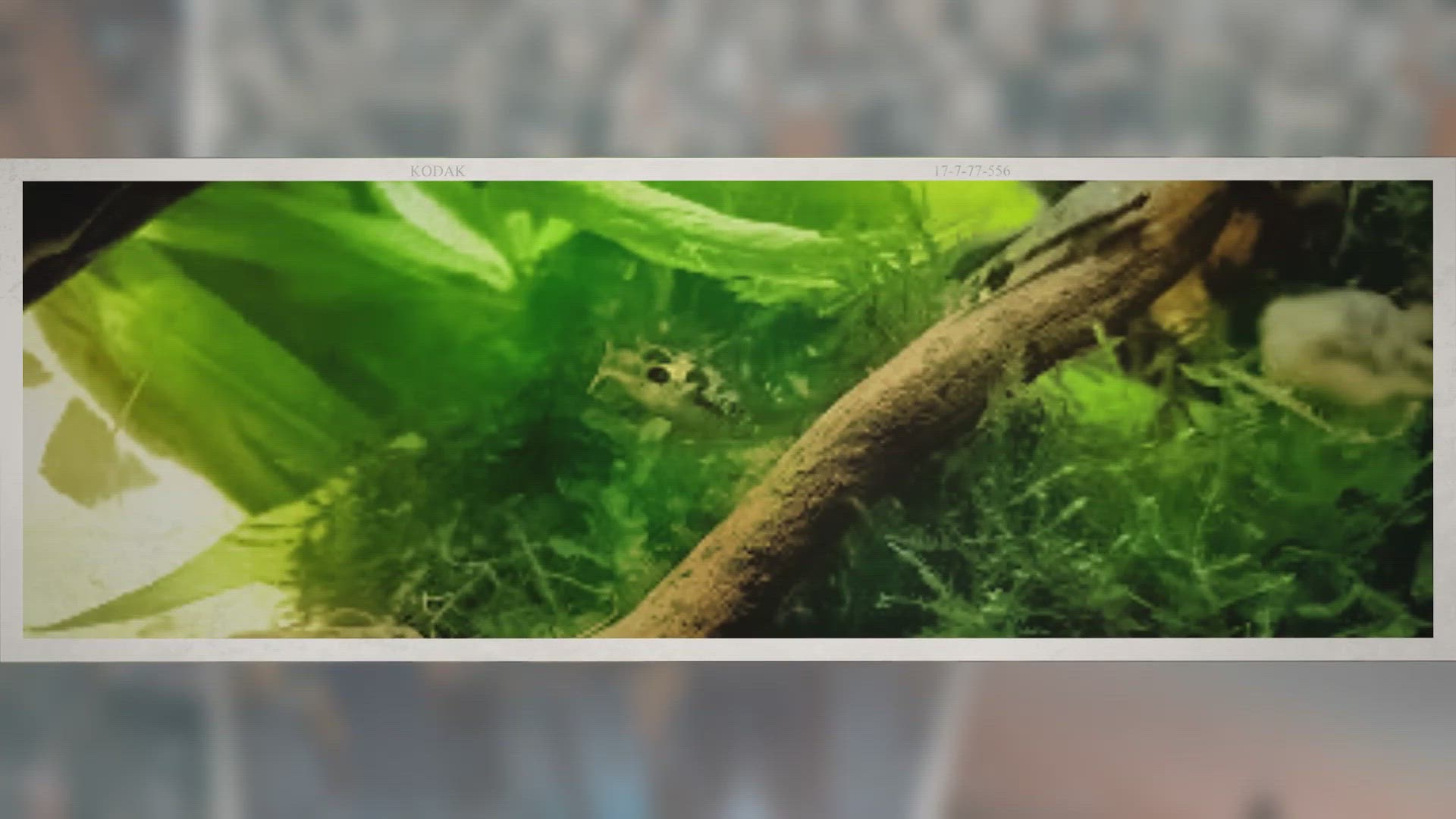 'Video thumbnail for Will Dwarf Puffers Eat Shrimp? – ShrimpTips'
