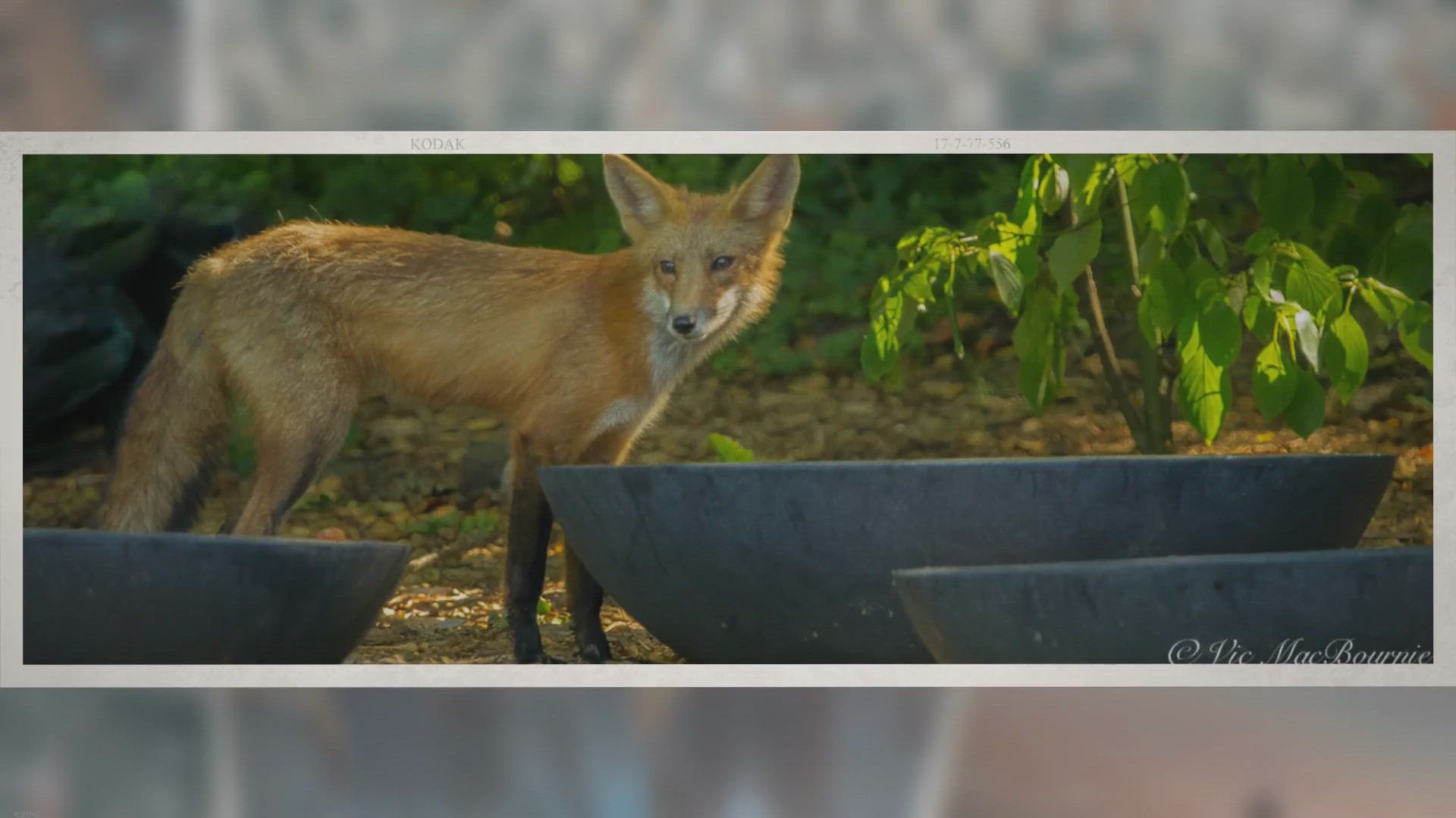 'Video thumbnail for How to design a woodland wildlife garden for a small yard'
