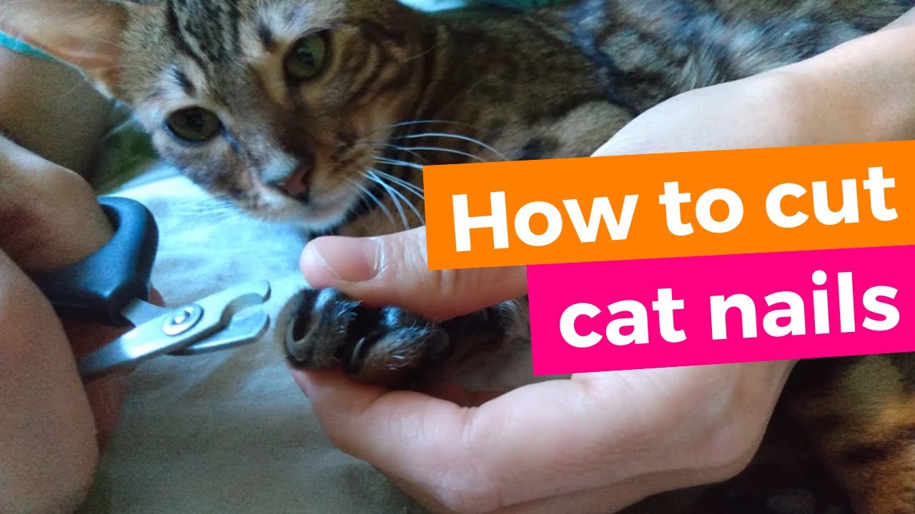 How to cut cat nails - Bengal cat 