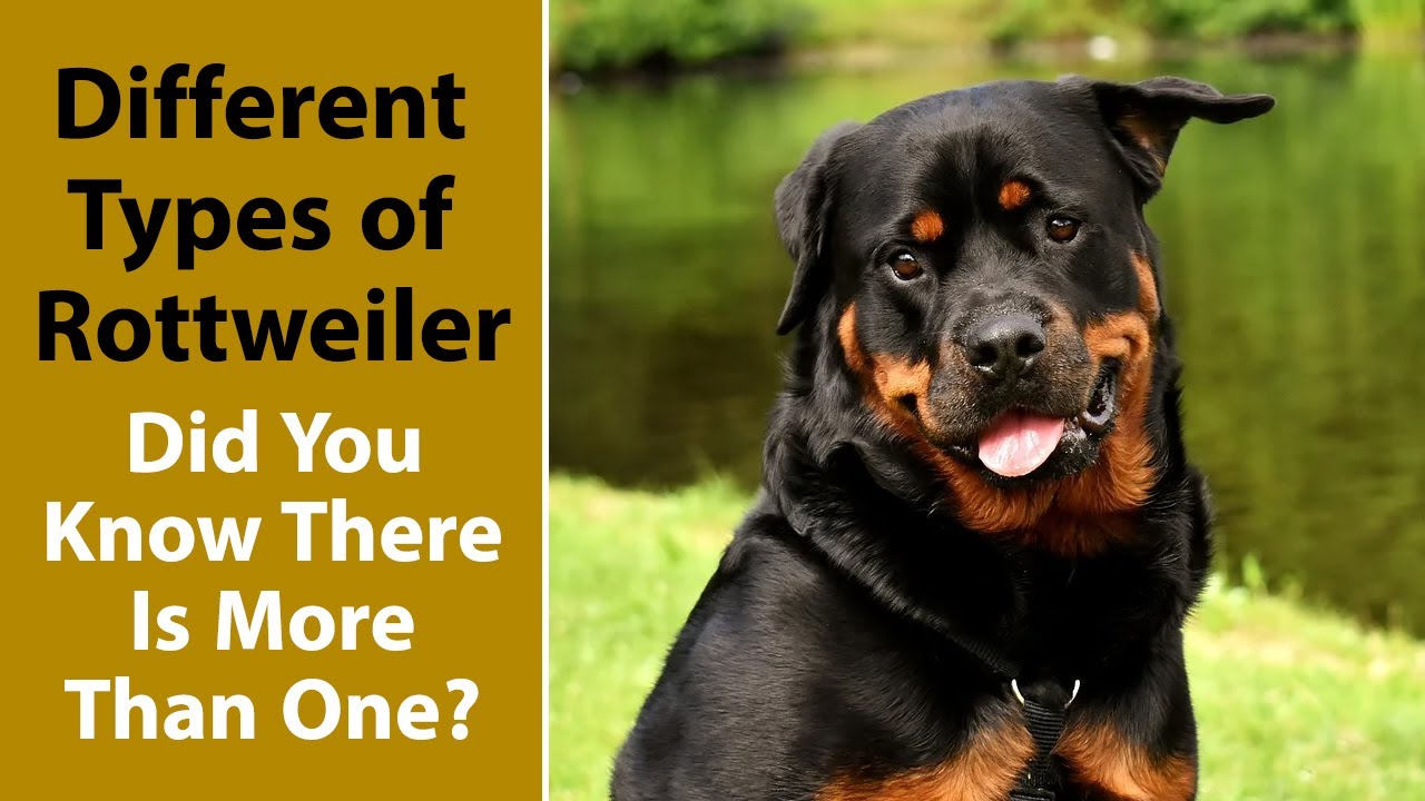The Top 4 Types Of Rottweilers: Which One Is Right For You? | Anything  Rottweiler