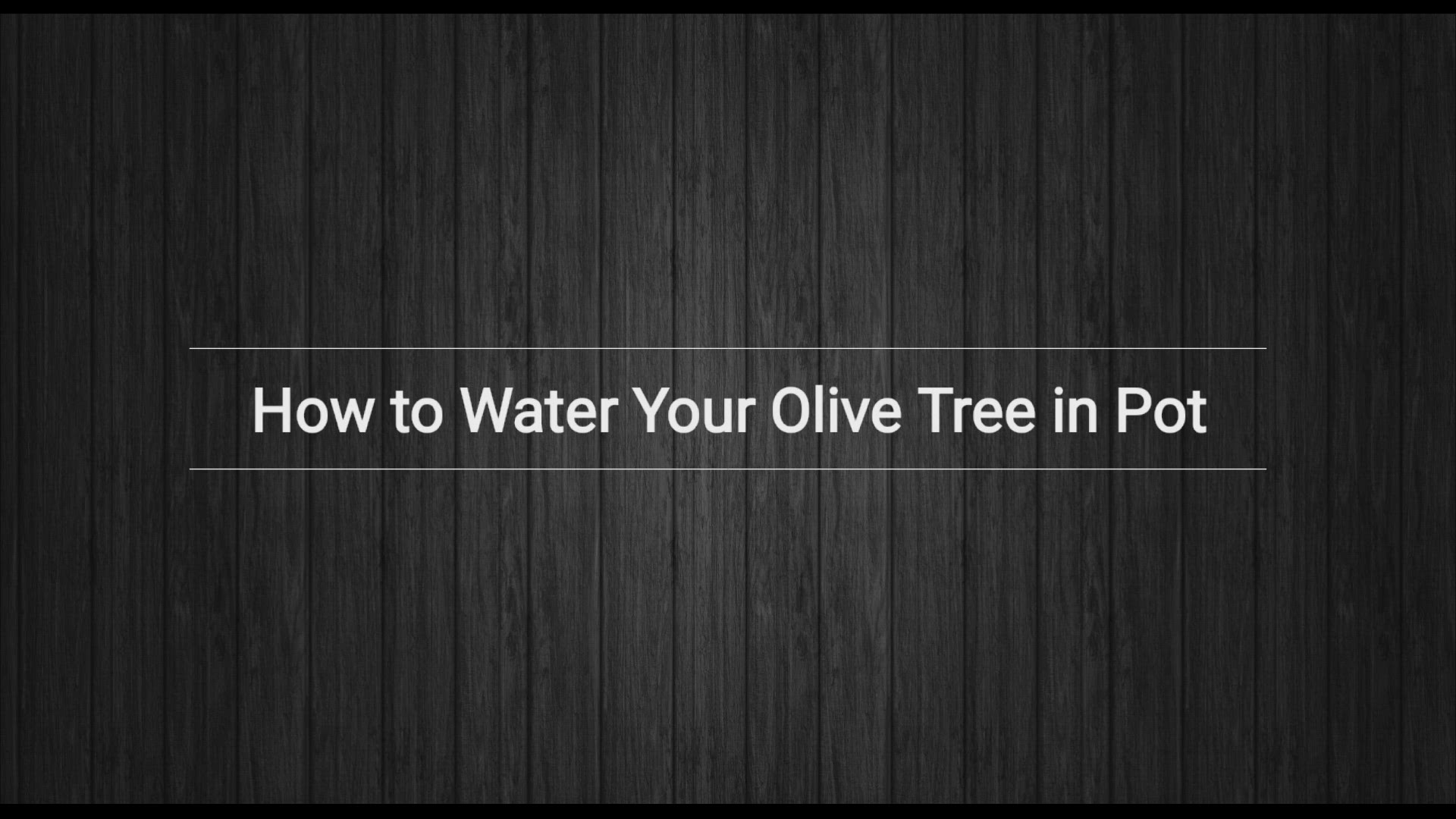 'Video thumbnail for Potted Olive Tree Deep Watering Method'