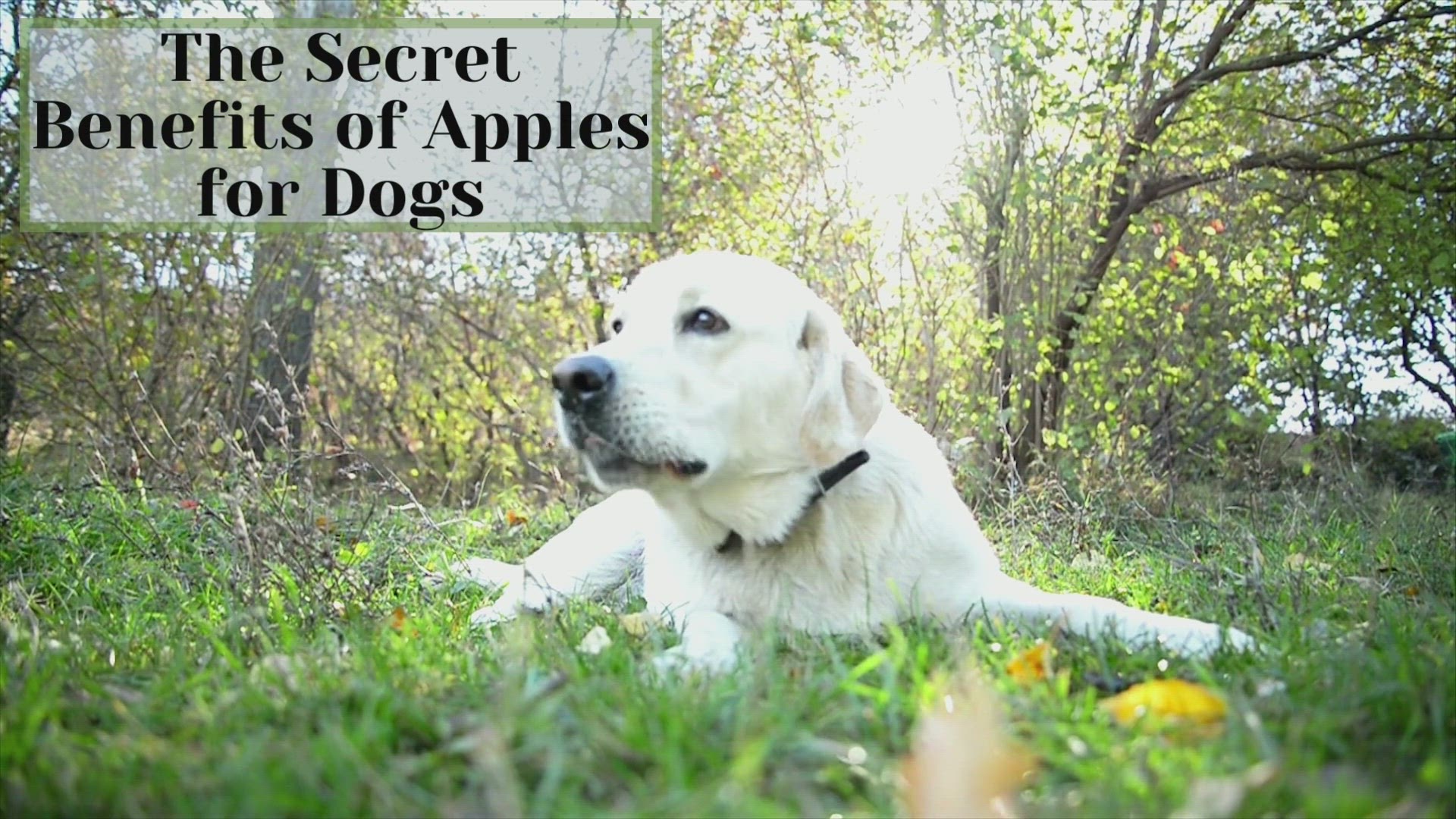 are crab apples bad for dogs to eat