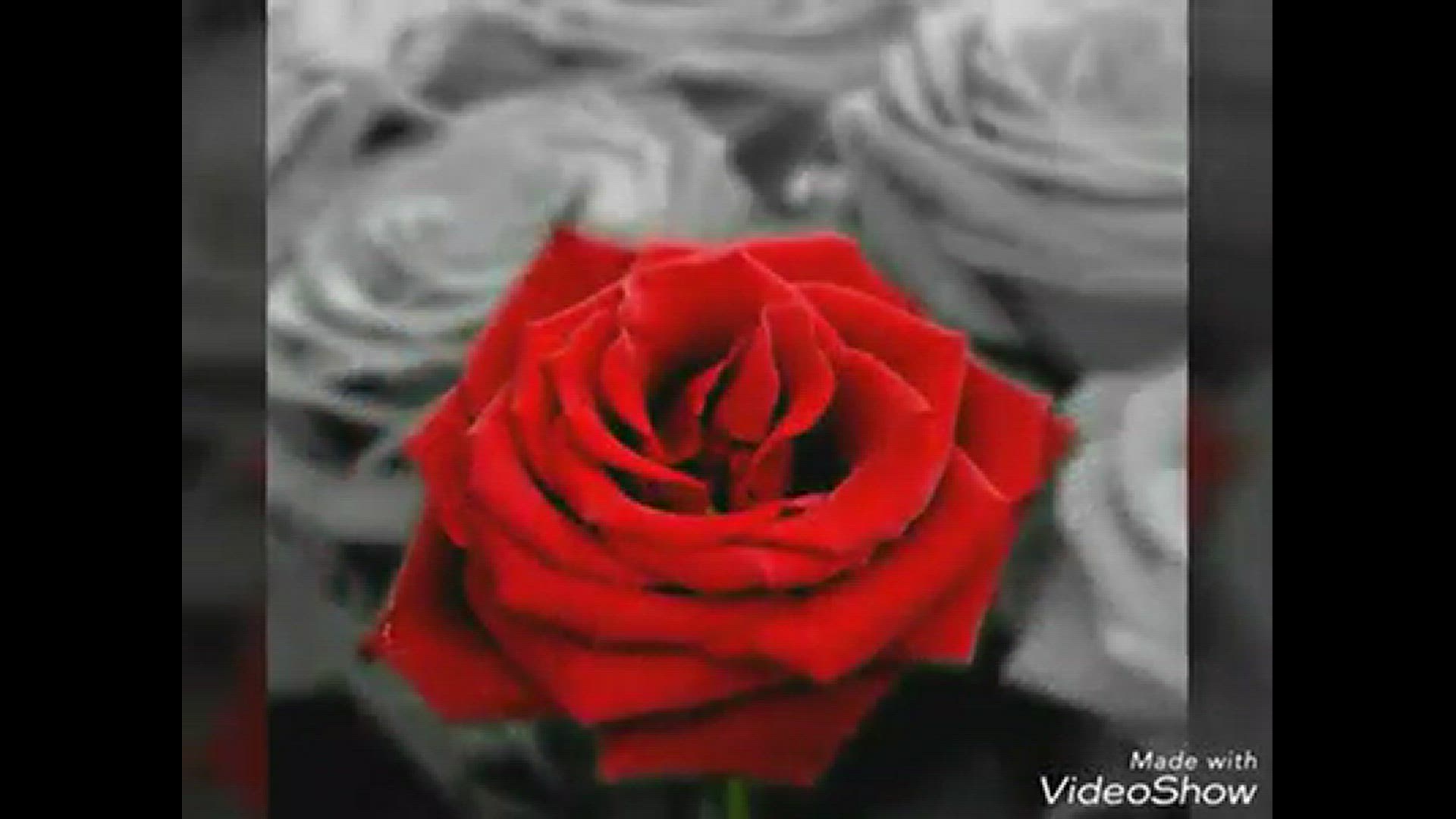 'Video thumbnail for Word Photo Video'