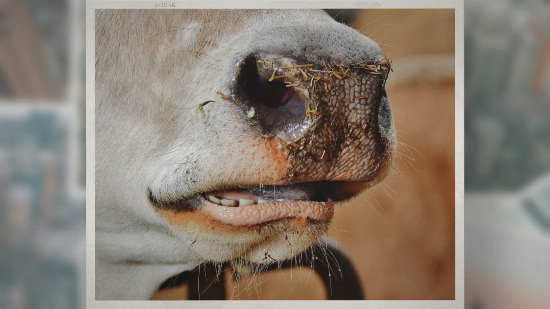 Video thumbnail for Do Cows Have Teeth? How Many?