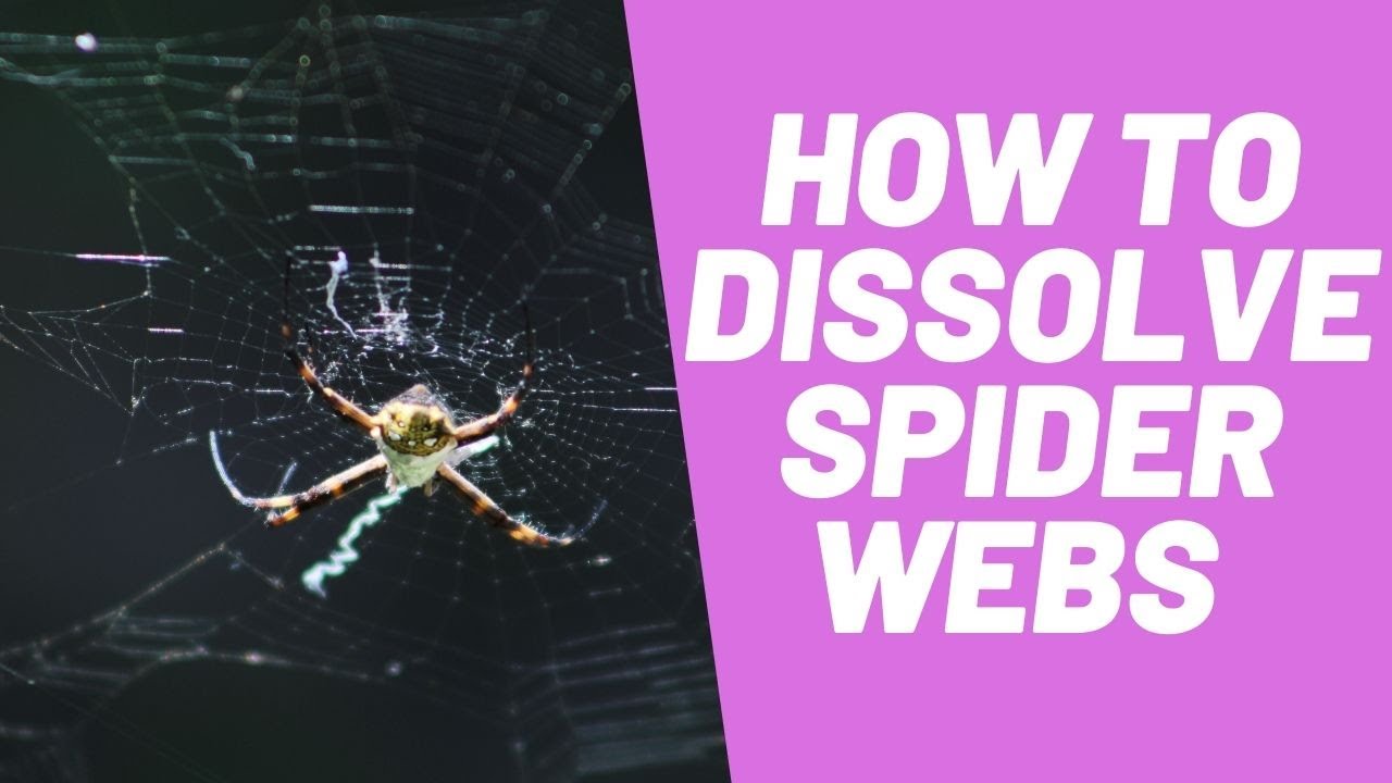 'Video thumbnail for How To Dissolve Spider Webs [Everything You Need To Know]'