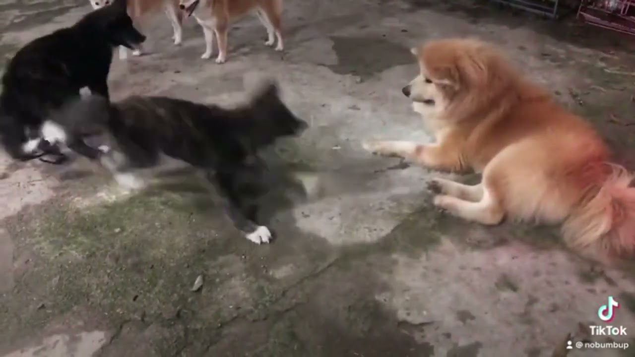Akita Inu Fight Other Dogs 🤣🤣🤣