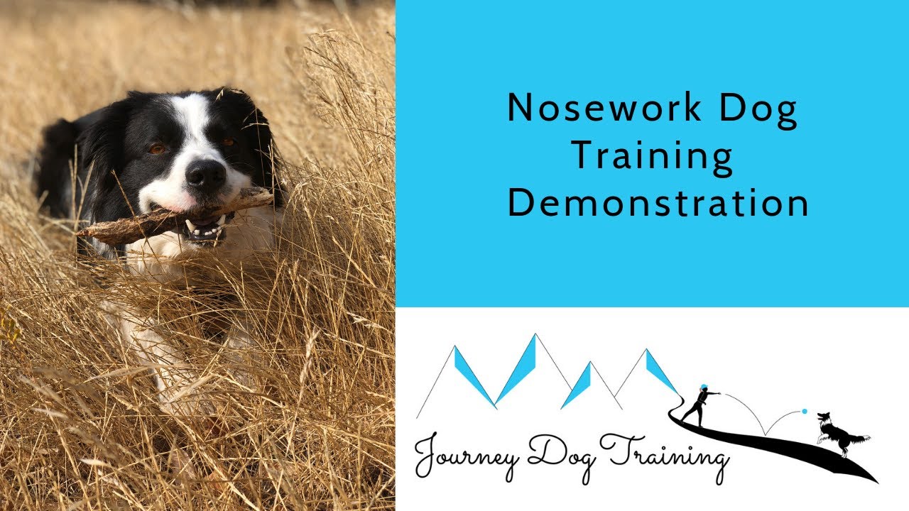 'Video thumbnail for Nosework Demo | Journey Dog Training'